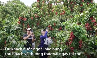 Du khách nước ngoài thích thú với tour miệt vườn vải ở Lục Ngạn
